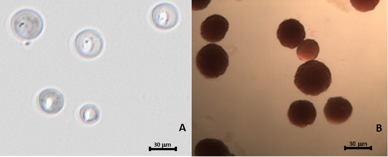 Polymer microspheres